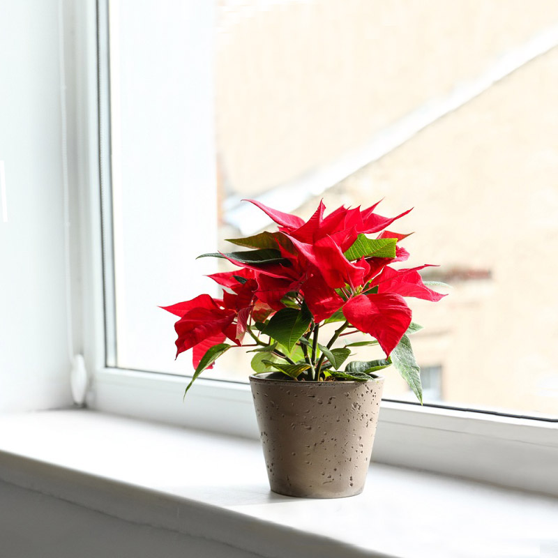 cây cảnh để bàn văn phòng