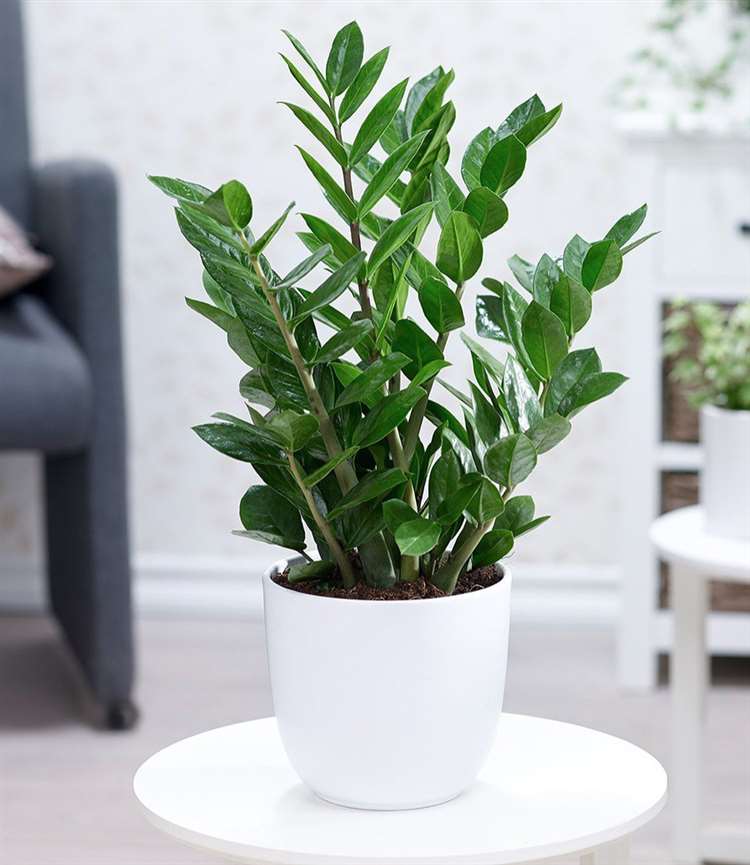Cây cảnh để bàn văn phòng