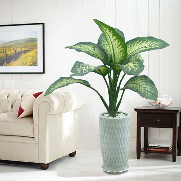 Cây cảnh phong thủy trong phòng khách