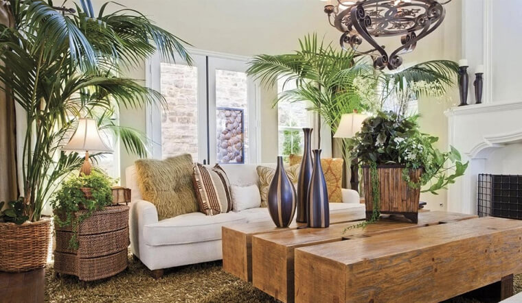 Cây cảnh phong thủy trong phòng khách