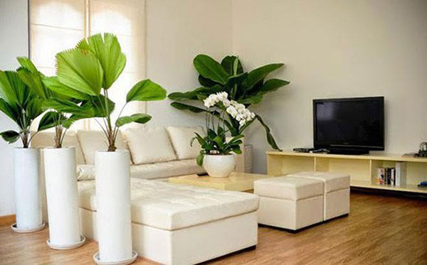 Cây cảnh phong thủy trong phòng khách