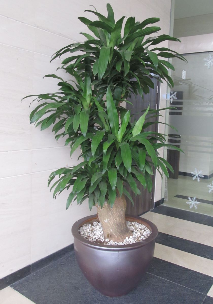 Cây cảnh phong thủy trong văn phòng
