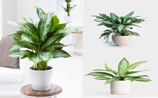 Cây cảnh phong thủy trong văn phòng