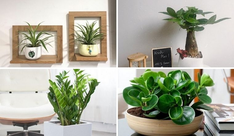 Cây cảnh phong thủy trong văn phòng