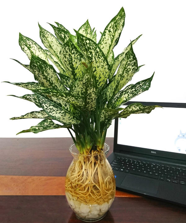 Cây cảnh thủy canh để bàn