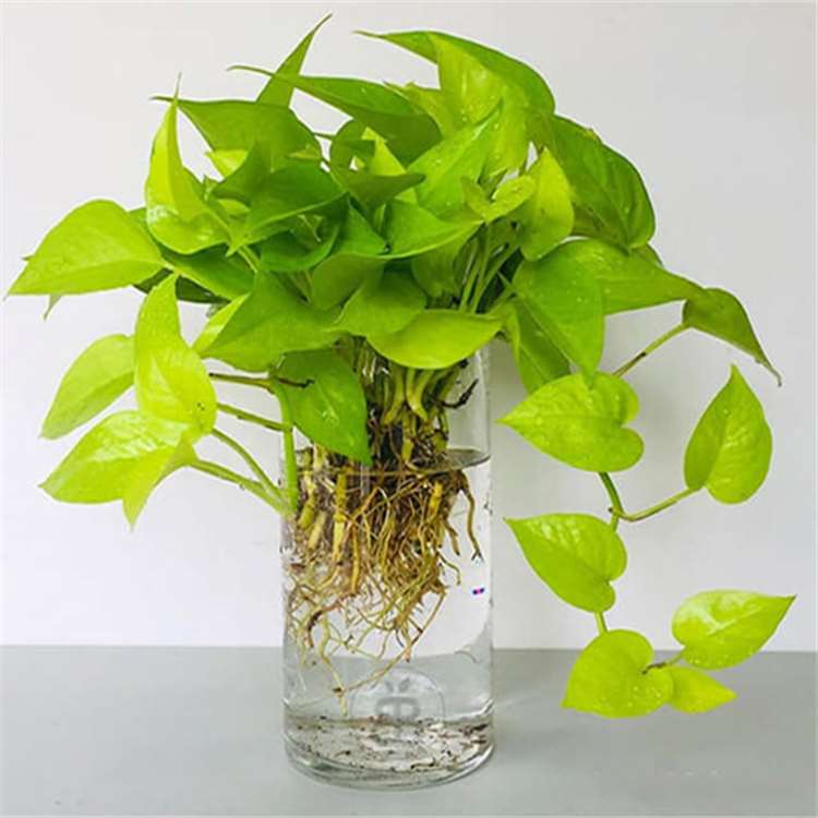 Cây cảnh thủy canh để bàn