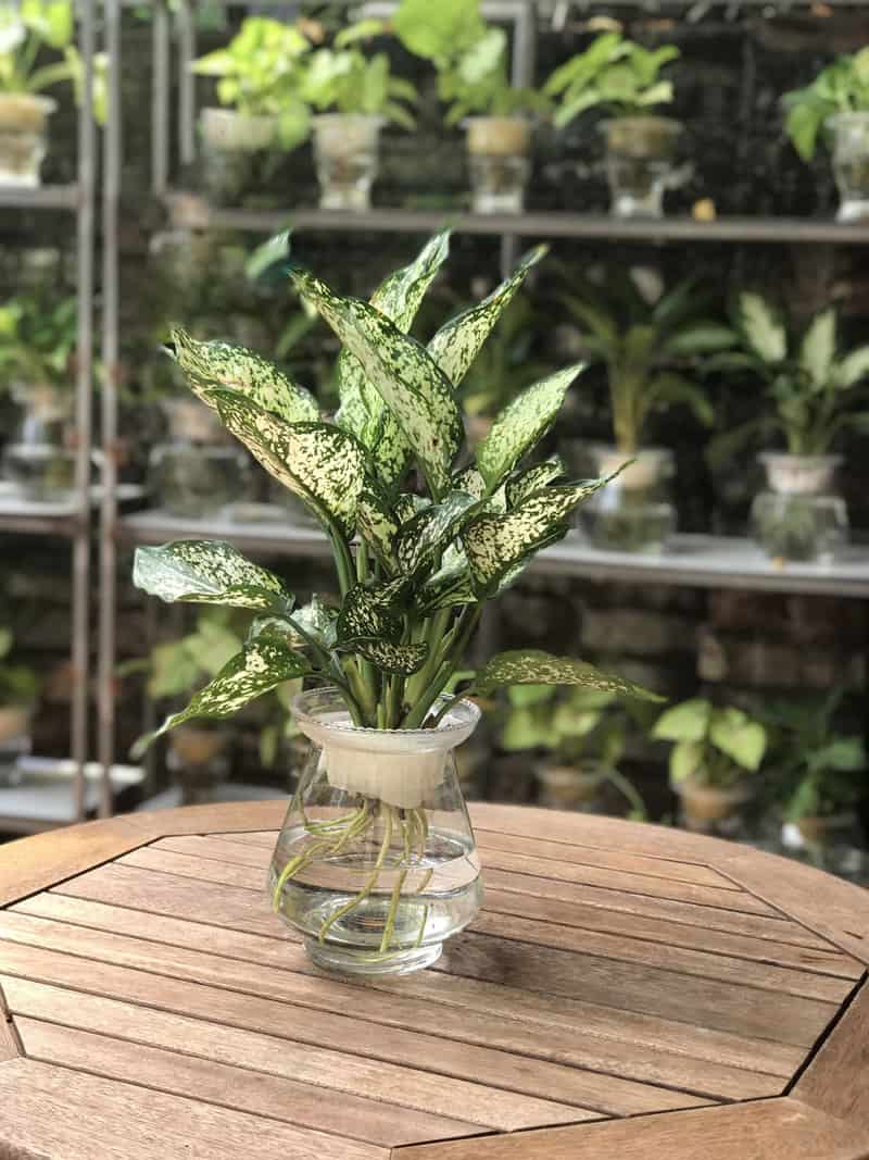 cây cảnh thủy canh trong nhà