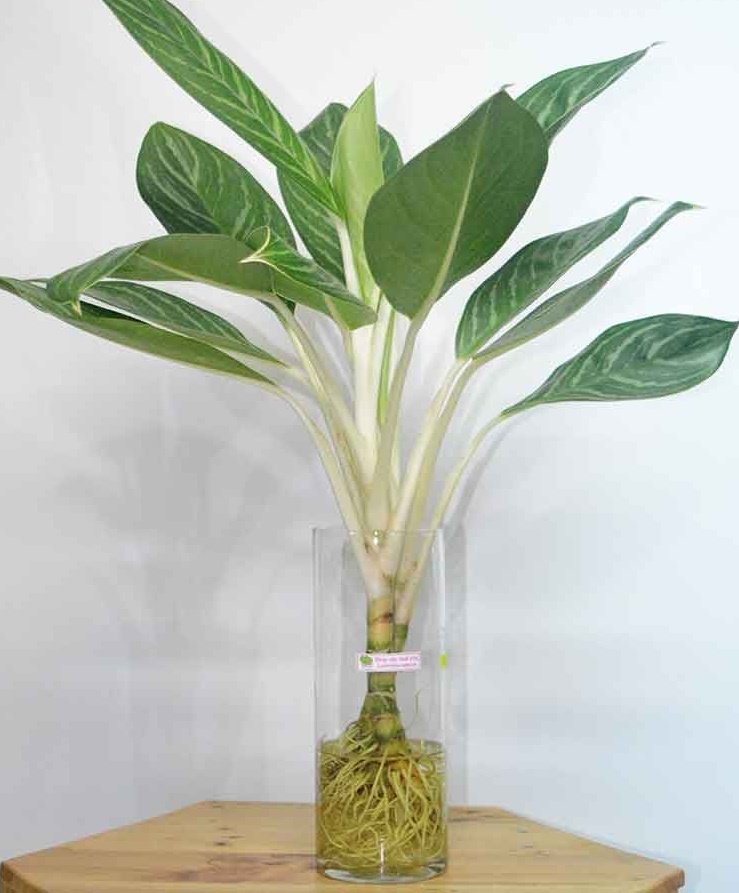 cây cảnh thủy canh trong nhà
