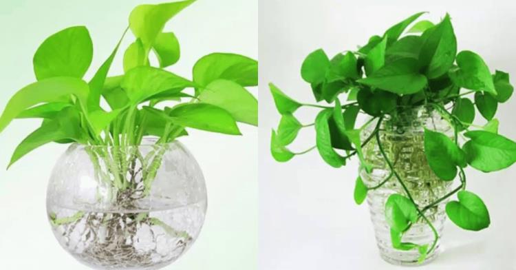 cây cảnh thủy canh trong nhà