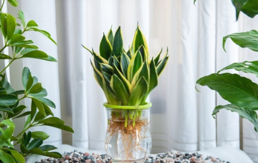 cây cảnh thủy canh trong nhà