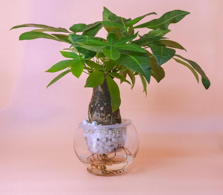 Cây cảnh thủy sinh trong nhà