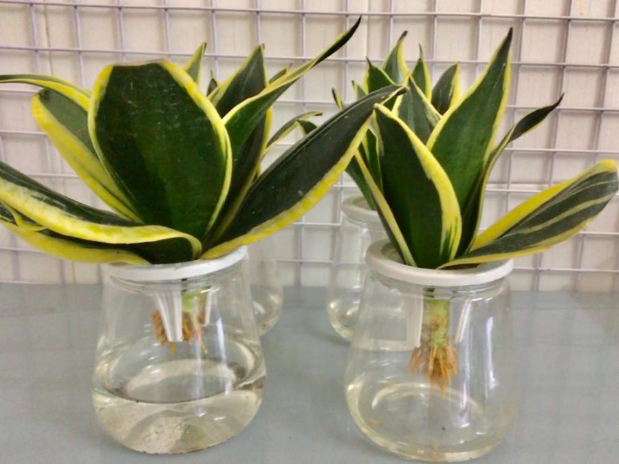 Cây cảnh thủy sinh trong nhà