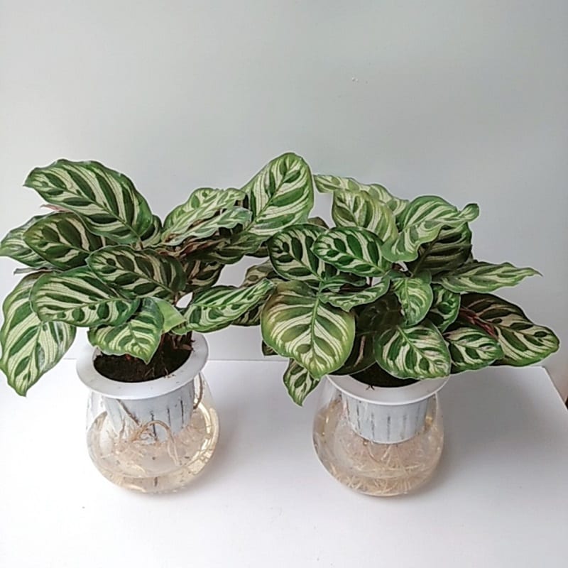 Cây cảnh thủy sinh trong nhà