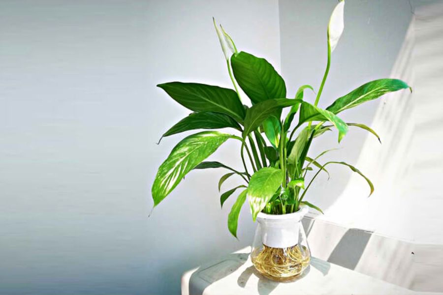 Cây để bàn làm việc hợp phong thủy