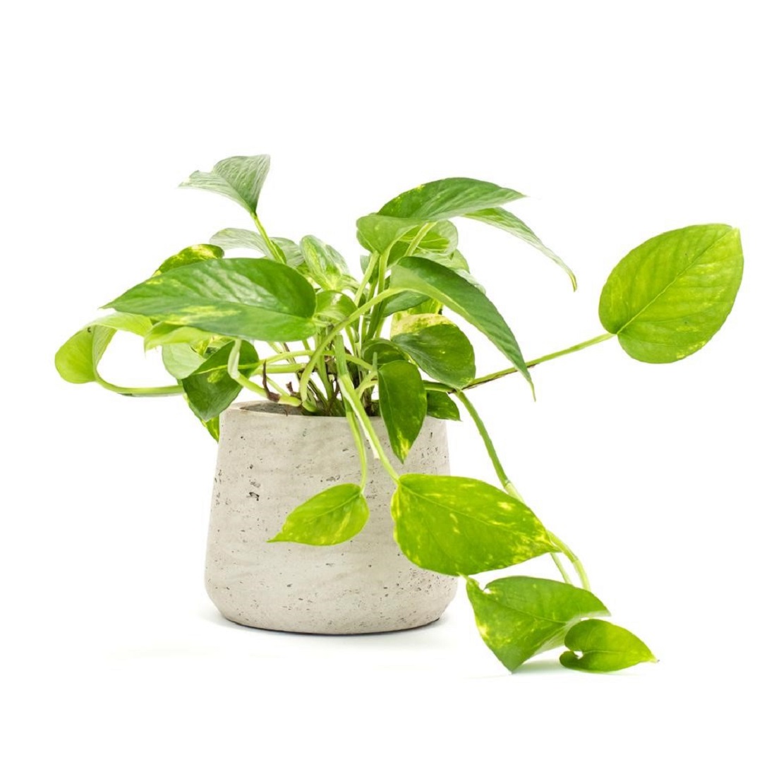Cây để bàn làm việc hợp phong thủy