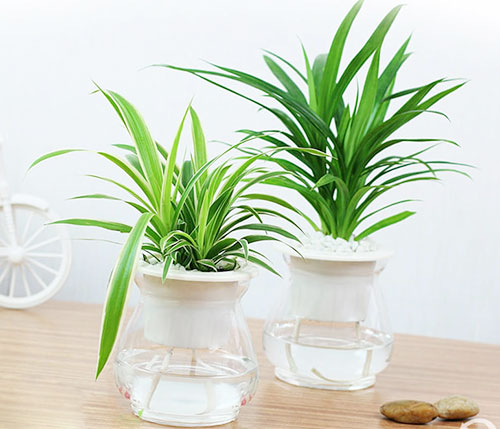 Cây để bàn làm việc hợp phong thủy