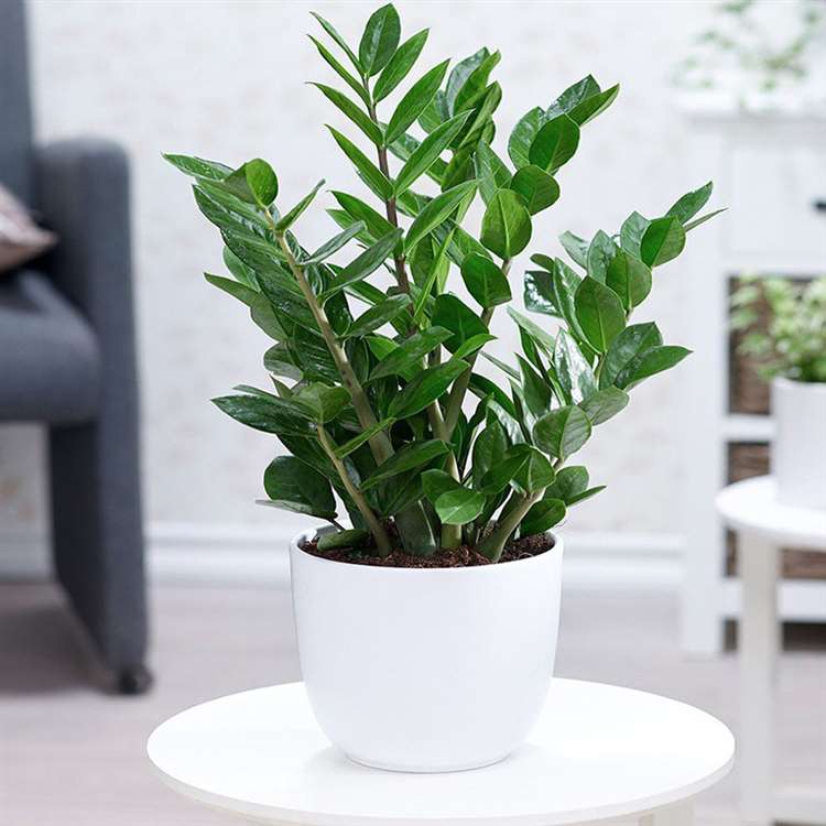 Cây để bàn làm việc hợp phong thủy