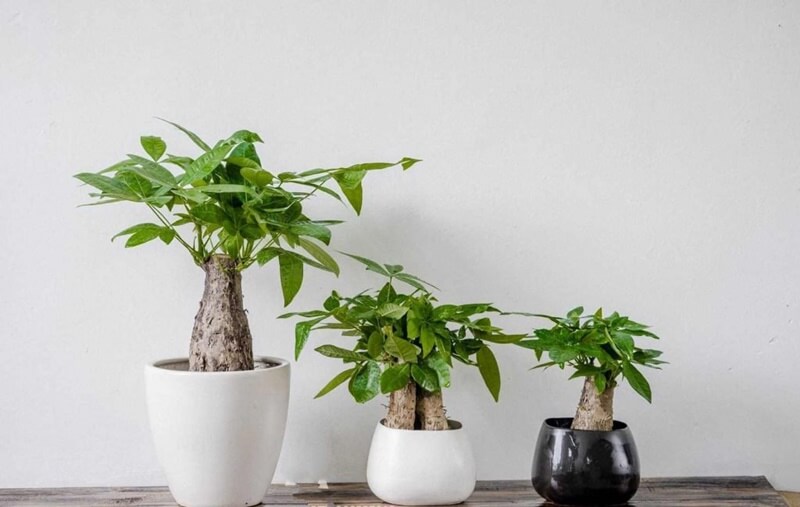 Cây để bàn làm việc hợp phong thủy