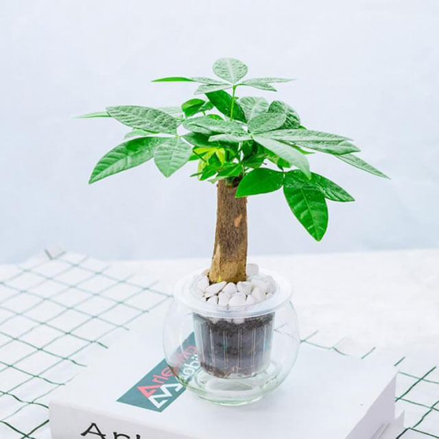 Cây sống trong nước để bàn