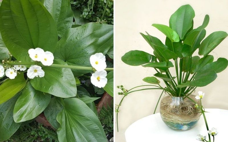 Cây sống trong nước để bàn
