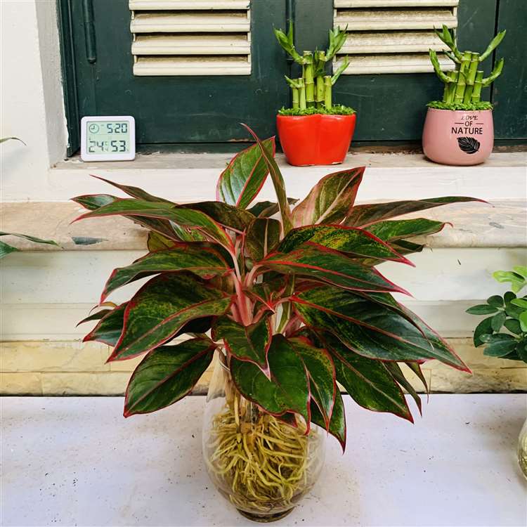 Cây sống trong nước để bàn
