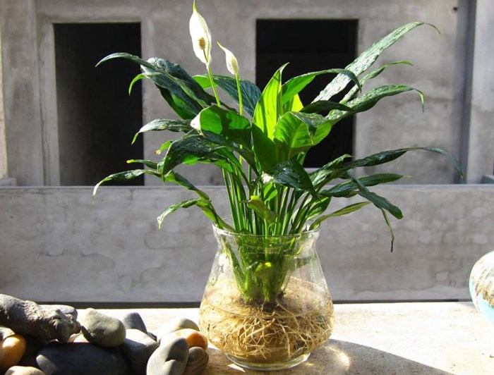 Cây sống trong nước để bàn