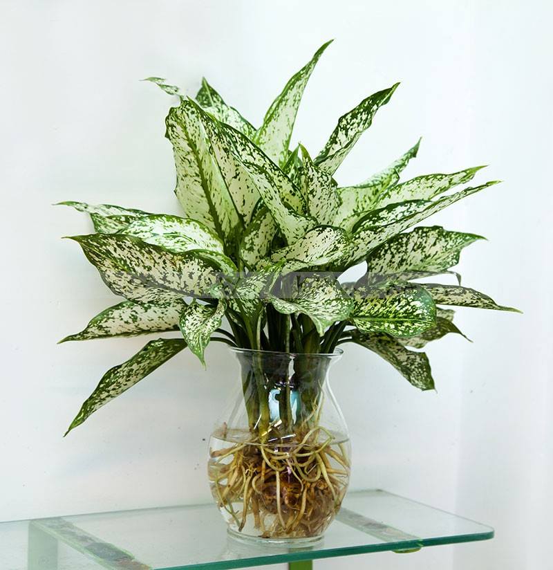 Cây sống trong nước để bàn