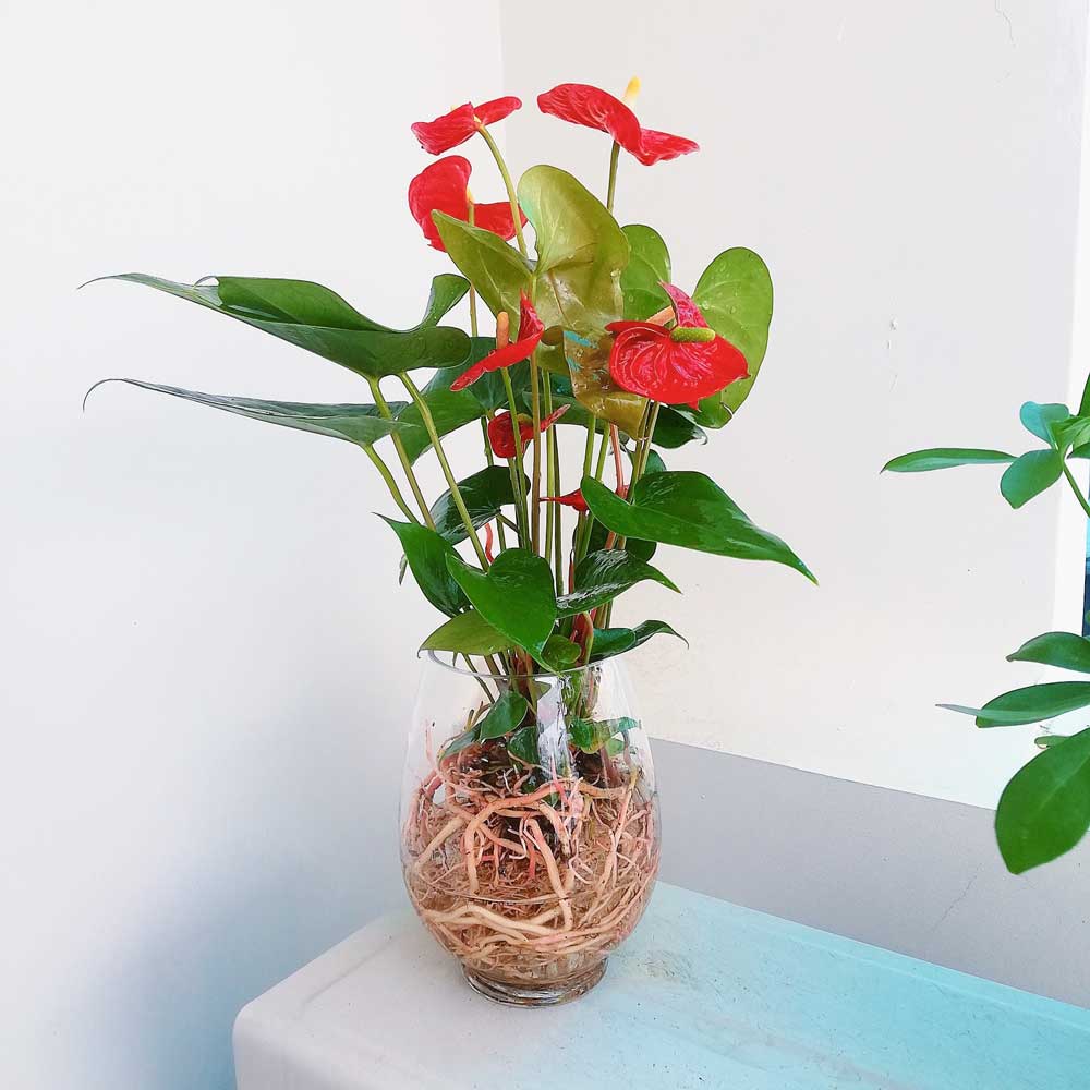 Cây sống trong nước để bàn