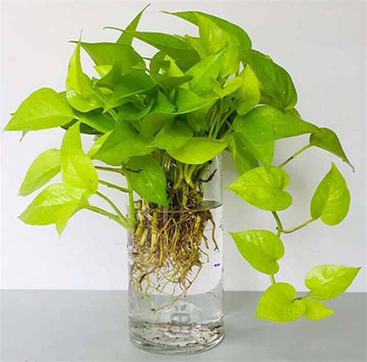 Cây sống trong nước để bàn