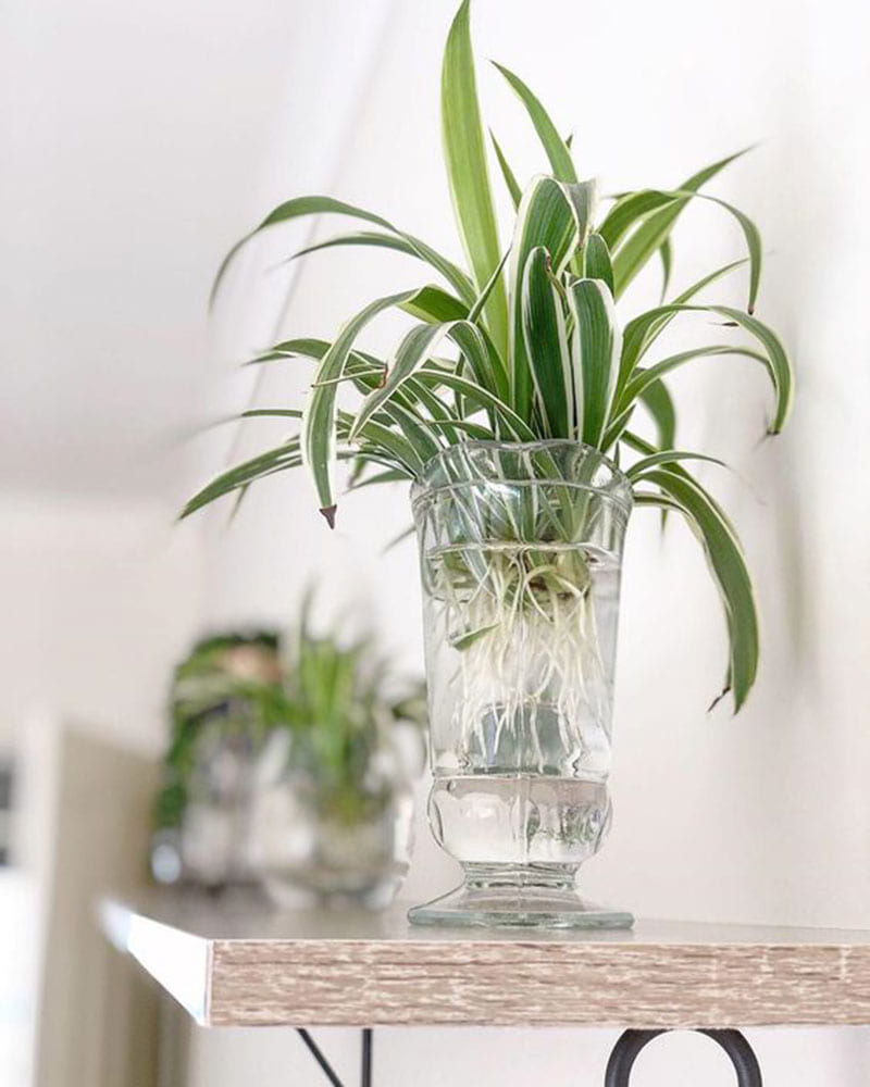 Cây sống trong nước để bàn