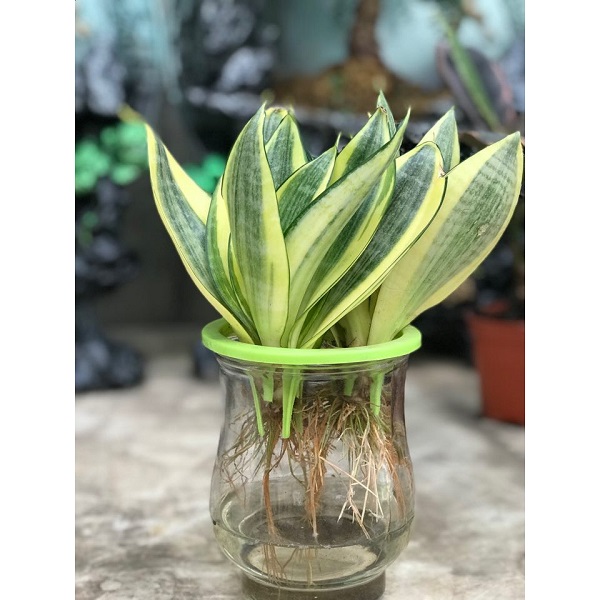 Cây sống trong nước để bàn 