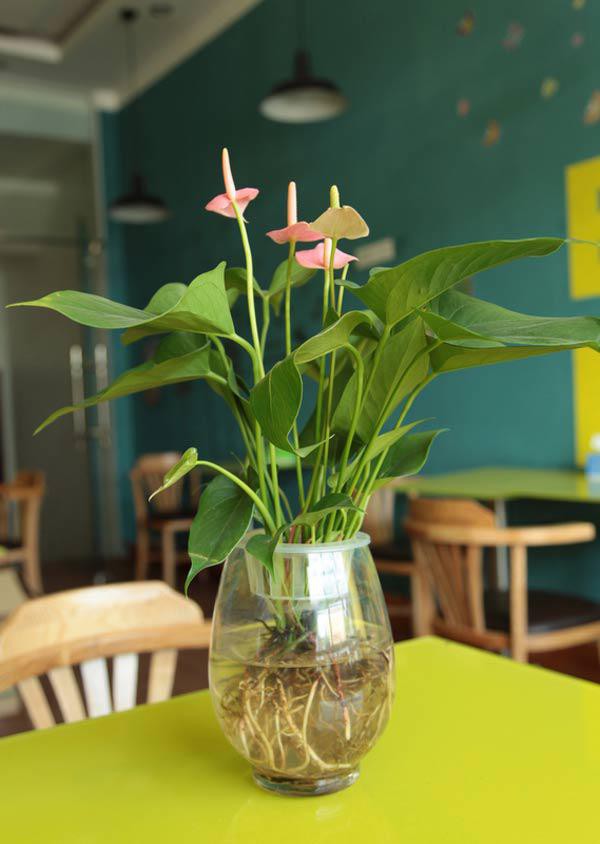 Cây sống trong nước để bàn 