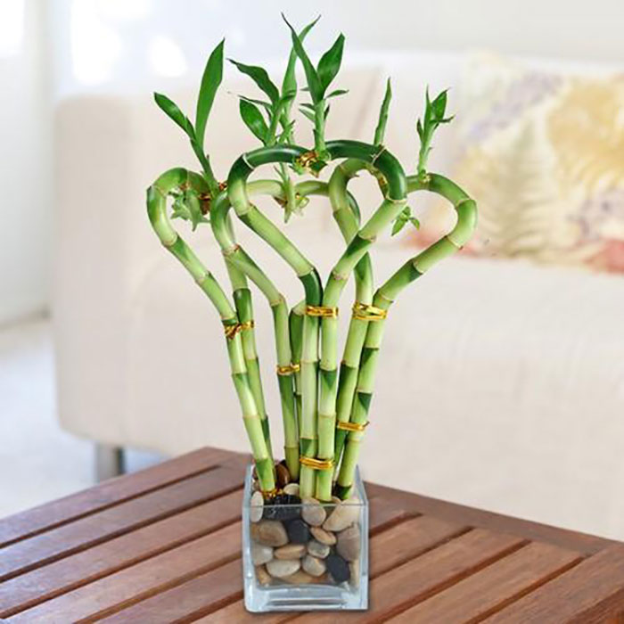 Cây thủy canh để bàn làm việc
