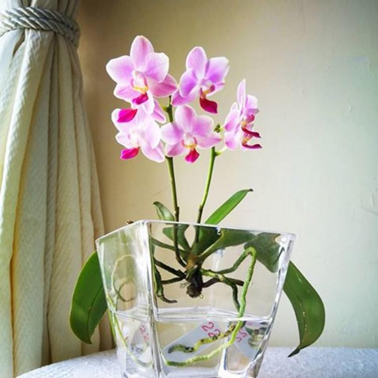 Cây thủy canh để bàn làm việc
