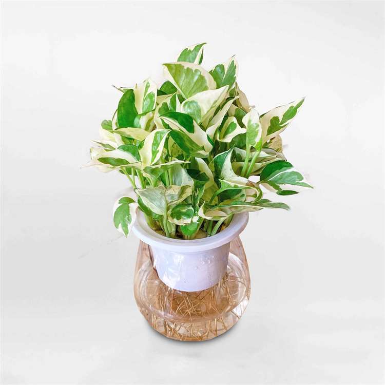 Cây thủy sinh giá rẻ hà nội