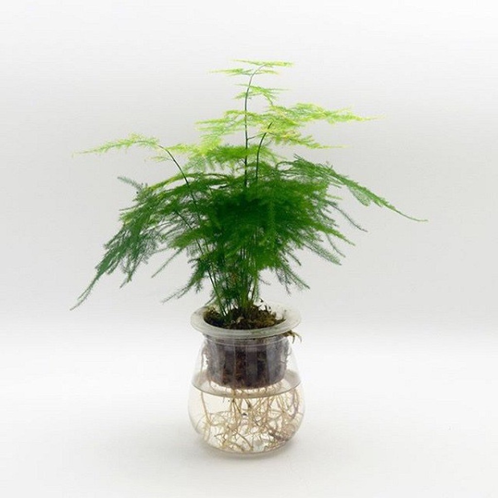 Cây thủy sinh giá rẻ hà nội