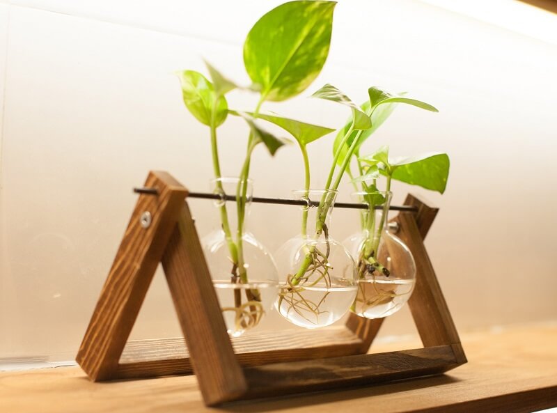 cây trồng thủy canh trong nhà