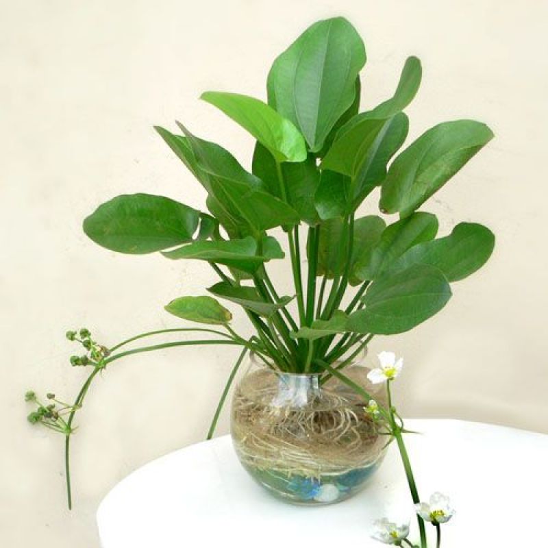 Cây trồng trong nước để bàn làm việc
