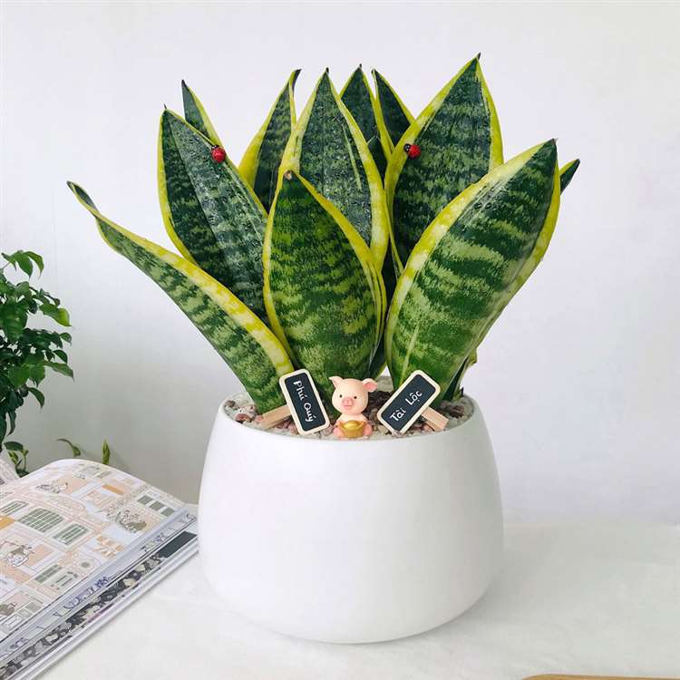 Trồng cây lưỡi hổ trước nhà có tốt không