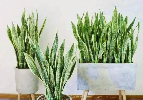 Trồng cây lưỡi hổ trước nhà có tốt không