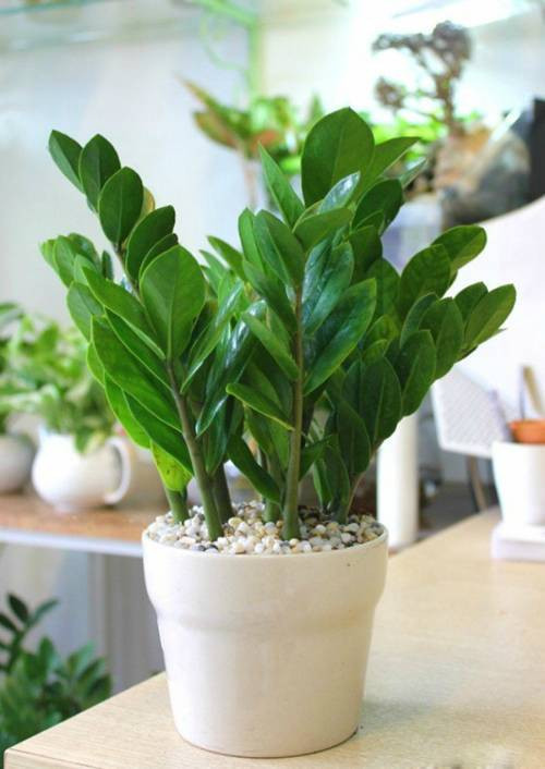 Cây cảnh chưng văn phòng