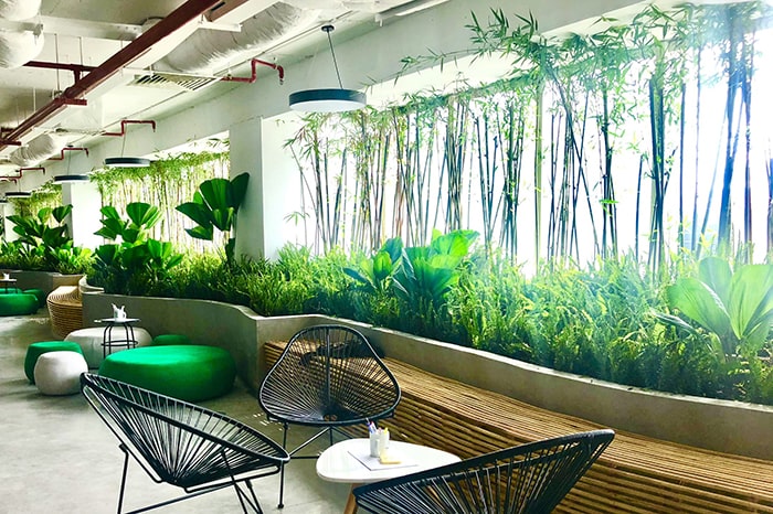 Cây cảnh nội thất trong nhà