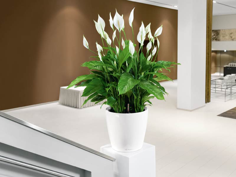 Cây cảnh phong thủy trong phòng làm việc