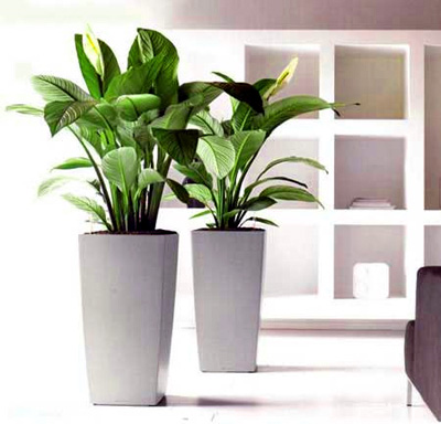 Cây cảnh nội thất trong nhà