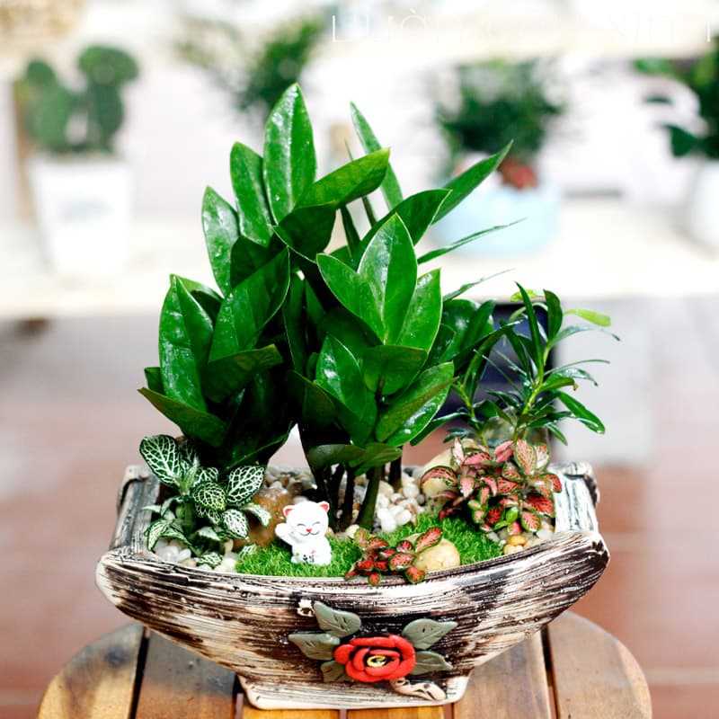 Cây cảnh tốt cho văn phòng