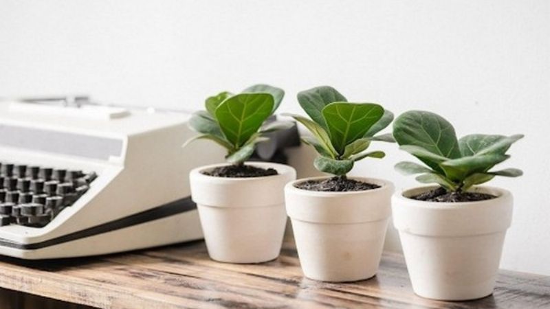 Cây cảnh tốt cho văn phòng