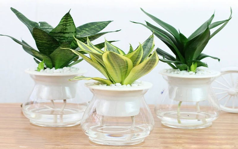 Cây cảnh nội thất trong nhà