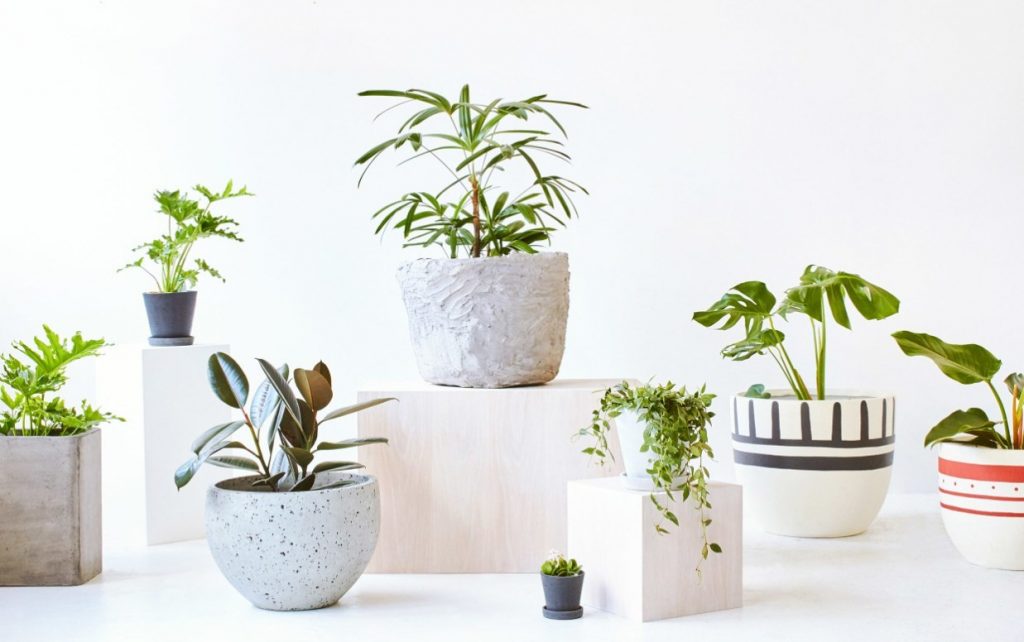 Cây cảnh tốt cho văn phòng