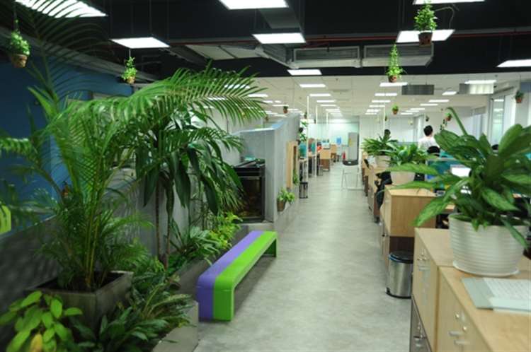 Cây cảnh văn phòng tại Hà Nội