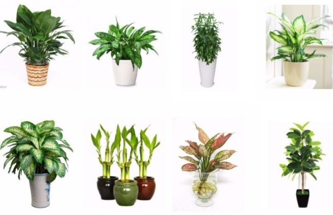 Cây cảnh văn phòng tại Hà Nội